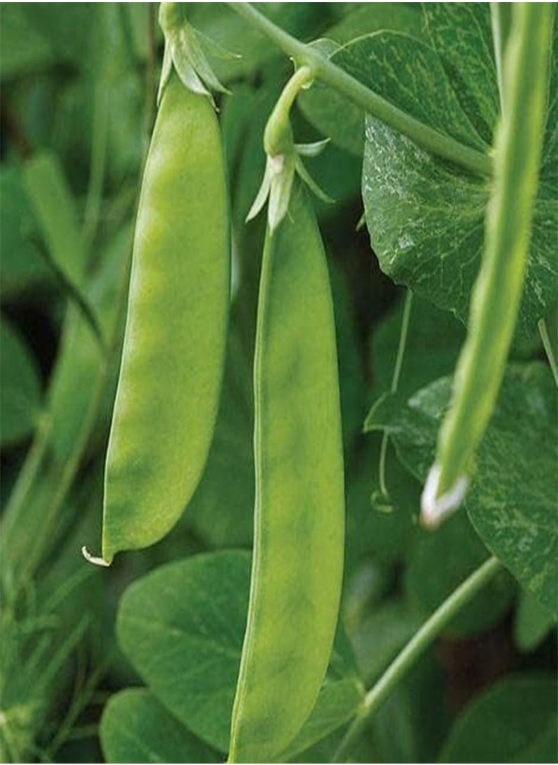 GGOOT - 30 Seeds of Pea Oregon Sugar Pod Fresh Vegetable - Image 1