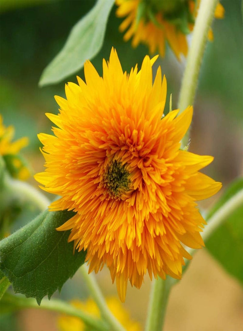 GGOOT 30Pcs Sunflower Seeds Exquisite Courtyard Decoration Bright Yellow Multi-Petal Flowers Rare Species Easy to Germinate Fast Growing Terrace Patio Planting - Image 1