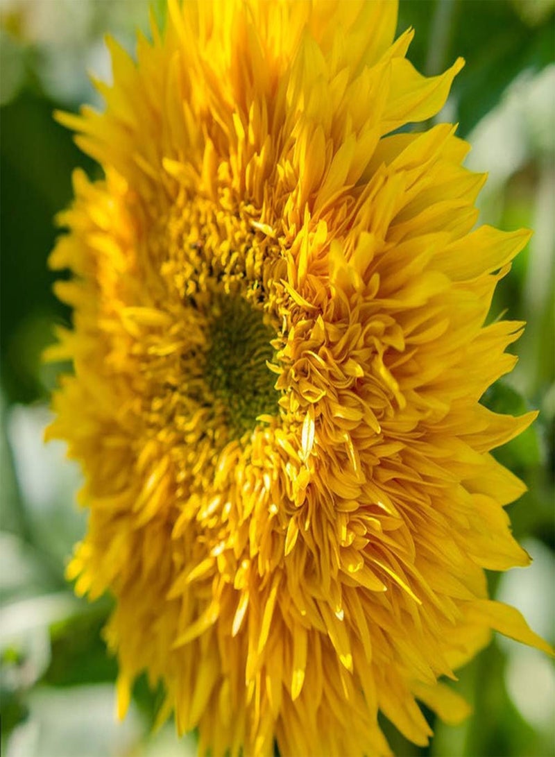 GGOOT 30Pcs Sunflower Seeds Exquisite Courtyard Decoration Bright Yellow Multi-Petal Flowers Rare Species Easy to Germinate Fast Growing Terrace Patio Planting - Image 2