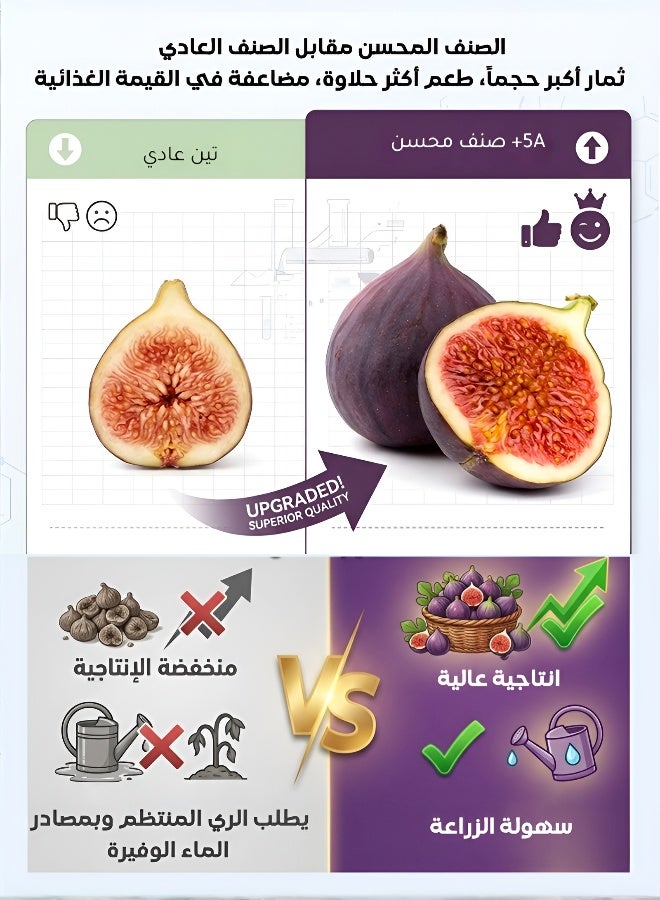 Premium Four Seasons Fig Seeds for Home Gardening - Image 4