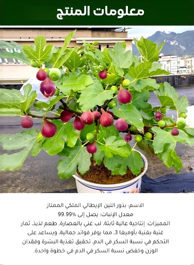 Premium Four Seasons Fig Seeds for Home Gardening - Image 3