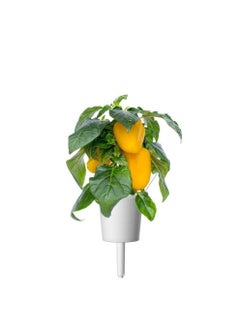 CLICK AND GROW Click  Grow Seeds Yellow Sweet Pepper  - Image 3