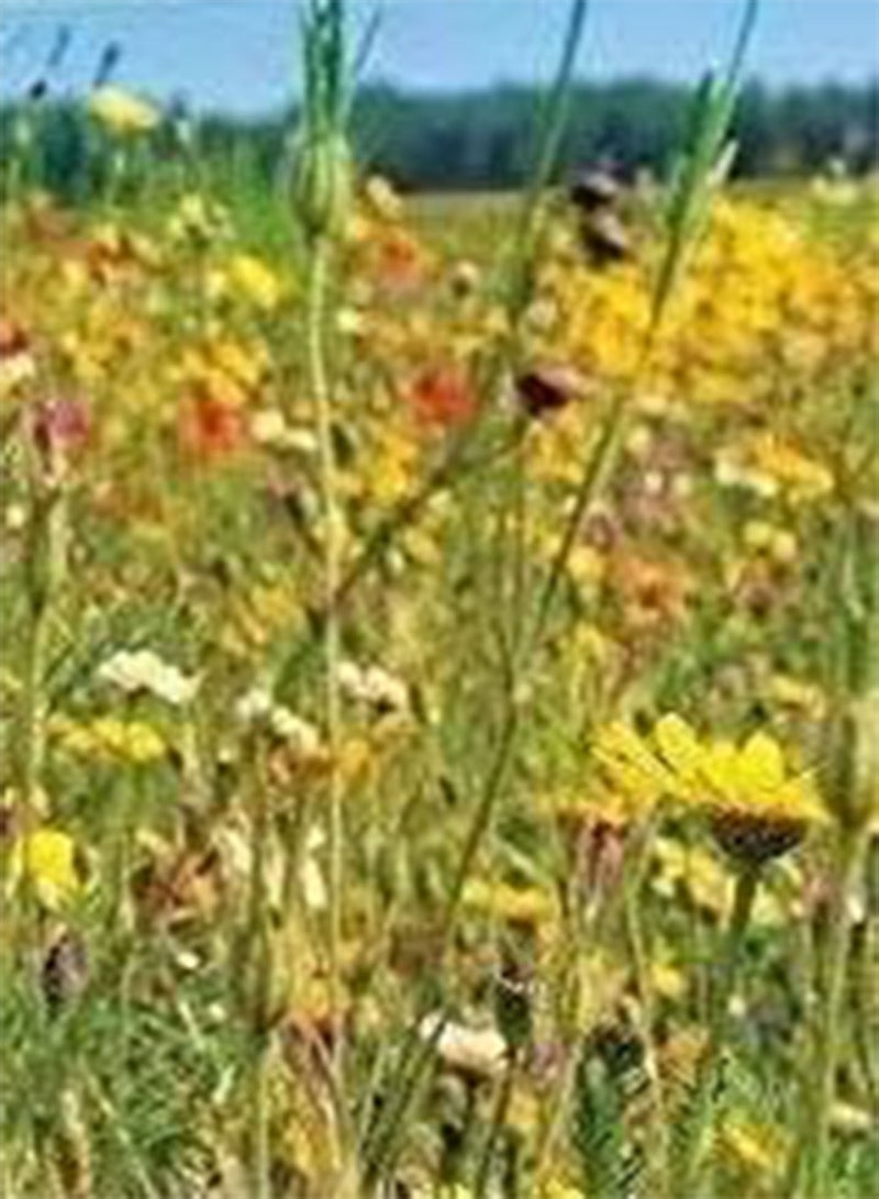 GGOOT Seed of Wildflowers Ultimate Mix