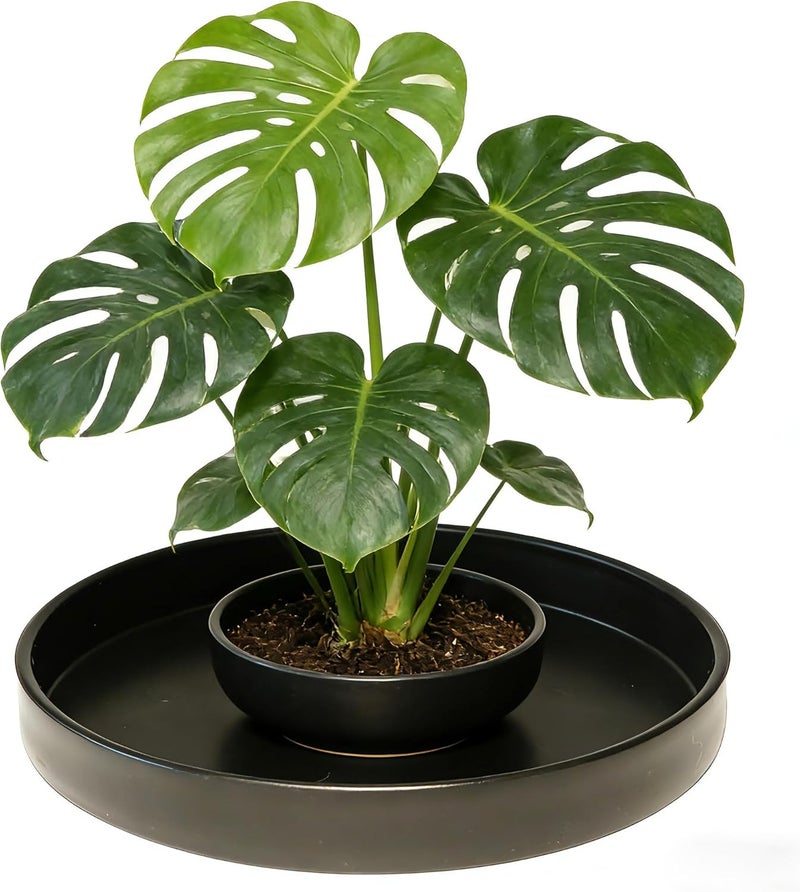 Afrine Plant Saucer, Plant Saucers - Image 3