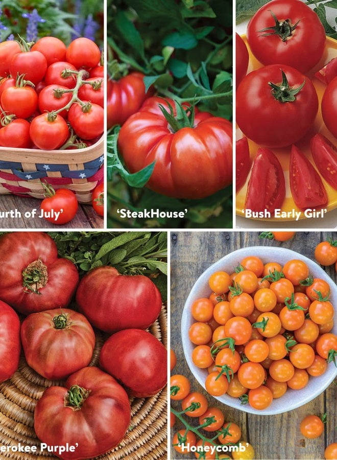 Burpee Best 10 Non-GMO Planting Tomato Seeds for Garden Gifts (1 Pack) - Image 4