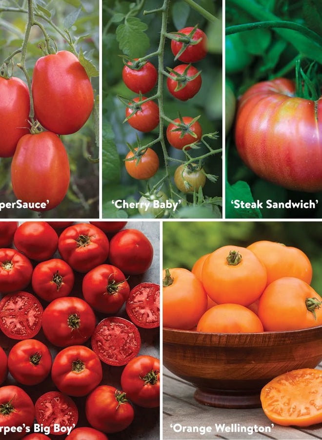 Burpee Best 10 Non-GMO Planting Tomato Seeds for Garden Gifts (1 Pack) - Image 5