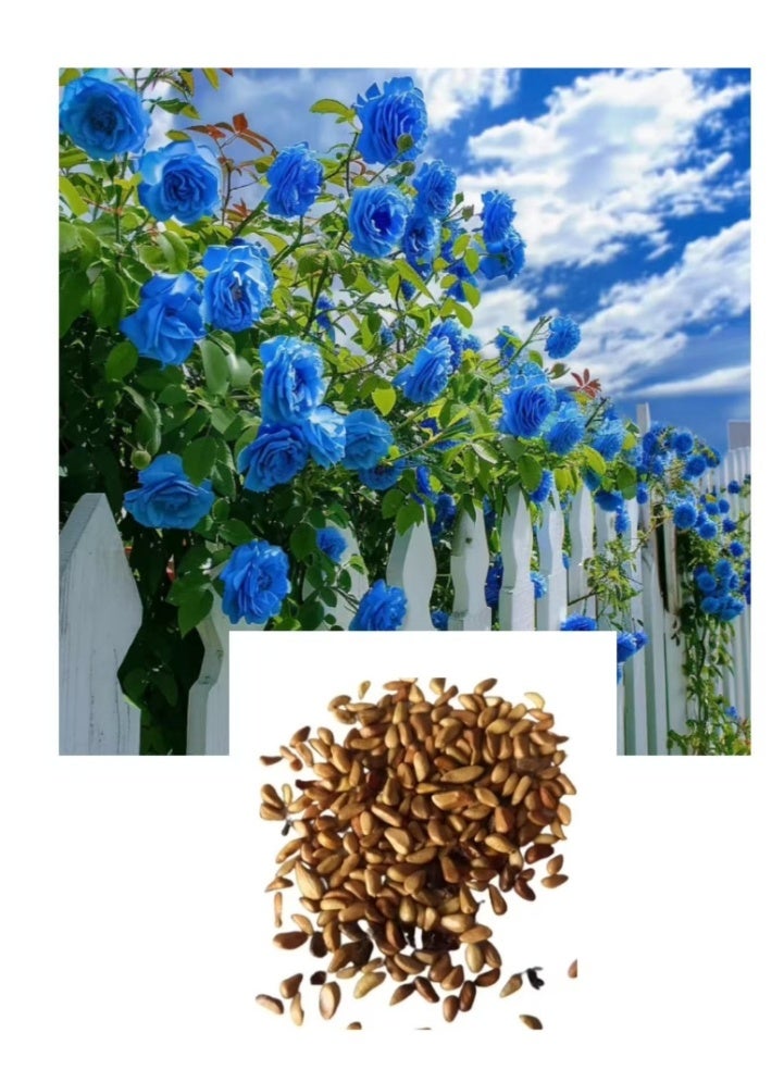 500Pcs Climbing Rose Seeds Blue For Home Garden Planting - Image 2