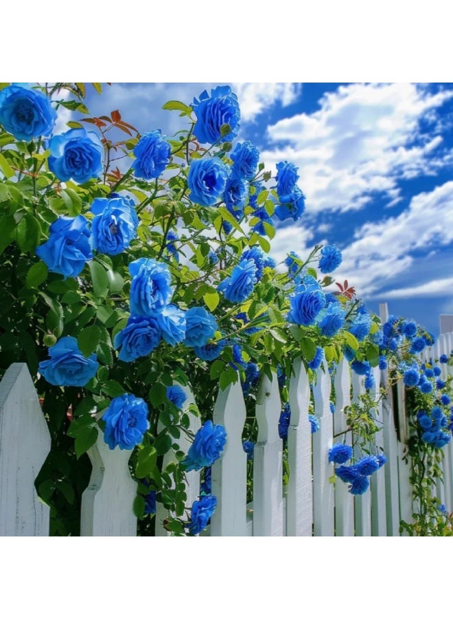 500Pcs Climbing Rose Seeds Blue For Home Garden Planting - Image 1