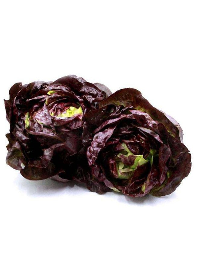 Lettuce Butter Head Red Vegetable Seeds