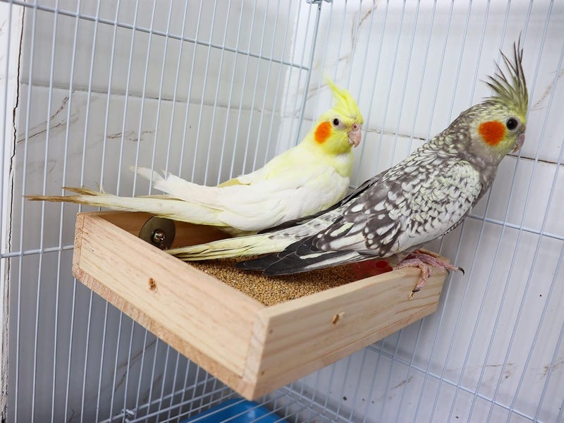BIRDSHALA Bird Parrot Wooden Feeder, Natural Wooden Parrot Bird Perch Stand, Birds Food Dish, Bird Cage Food Standing Feeding Perch Bowl Toy for Small Animal Parrot, Rat, Parakeet, Budgies, Love Birds - Image 3