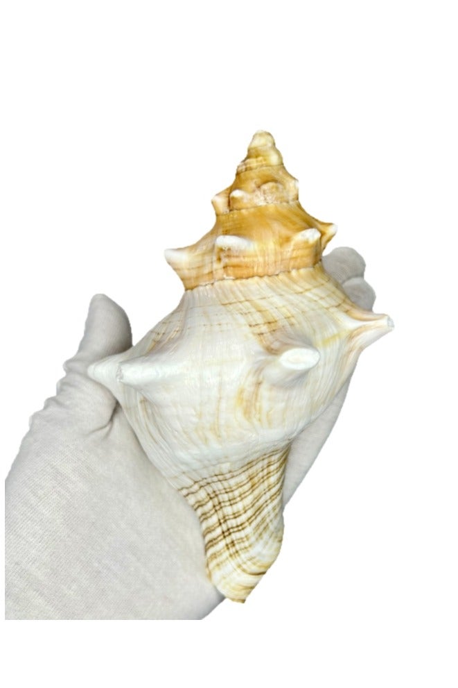 الواحة-TH قطعة واحدة كبيرة الحجم 16-18 سم محارة بحرية تنفخ محارة ديكور منزلي ديكور فني ديكور حوض السمك - Image 2