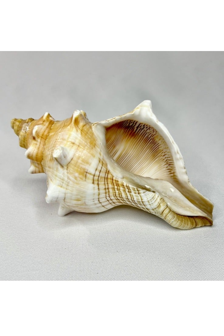 الواحة-TH قطعة واحدة كبيرة الحجم 16-18 سم محارة بحرية تنفخ محارة ديكور منزلي ديكور فني ديكور حوض السمك - Image 1