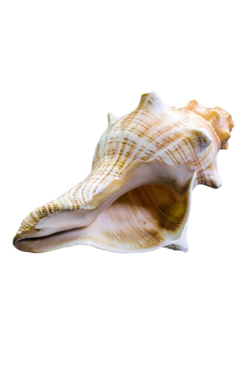 الواحة-TH قطعة واحدة كبيرة الحجم 16-18 سم محارة بحرية تنفخ محارة ديكور منزلي ديكور فني ديكور حوض السمك - Image 3