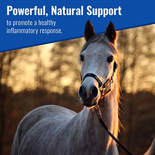 mushroom Matrix Om Mushroom Matrix - Equine | Wellbeing | USA Grown Human-Grade Organic Mushroom Powder Show Safe Horse Supplement | Wellness, Recovery, & Senior Support | 300 Grams, 10.5 oz - Image 2