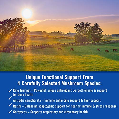 mushroom Matrix Om Mushroom Matrix - Equine | Wellbeing | USA Grown Human-Grade Organic Mushroom Powder Show Safe Horse Supplement | Wellness, Recovery, & Senior Support | 300 Grams, 10.5 oz - Image 3