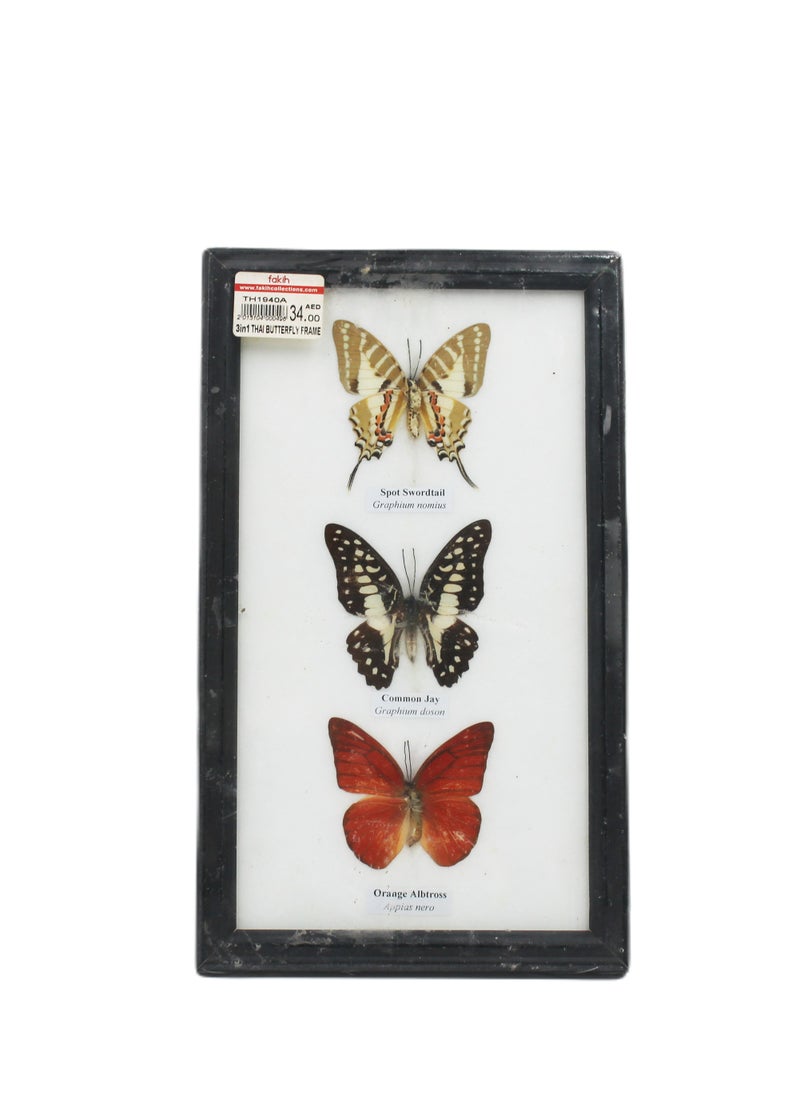 Thailand 3 In 1 Butterfly Frame 6x10 Inch - pzsku/Z4555E044B4B5AEE8EA2DZ/45/_/1726320683/41f7d6ee-539b-4af6-a0d5-4292115afff1