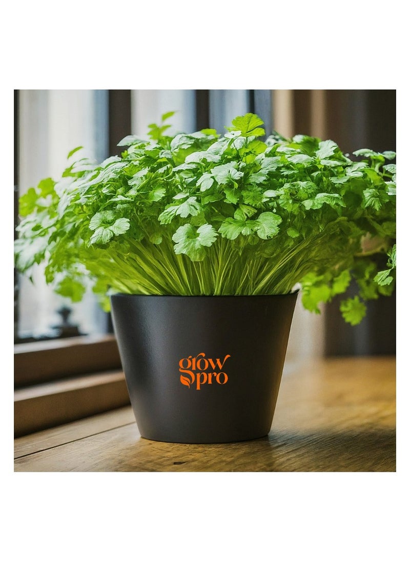 GROW Cilantro calypso seeds 200 seeds 