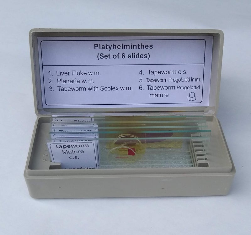 Aim شرائح الديدان المسطحة (مجموعة من 6) - Image 1