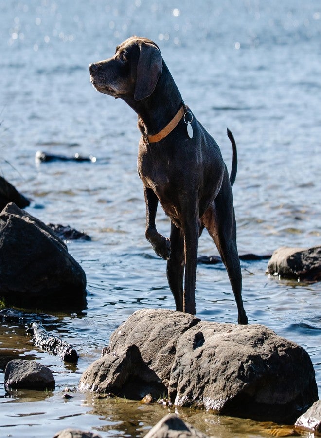 كارهارت طوق كارهاارت جير P0000568 للكلاب الميدانية، متوسط الحجم، من سيبروك - Image 5