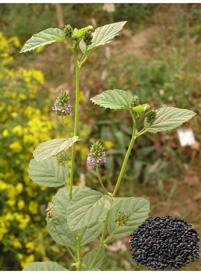 Diets Organics Karboga Arisi 200g, Natural Traditional Rice - Image 3