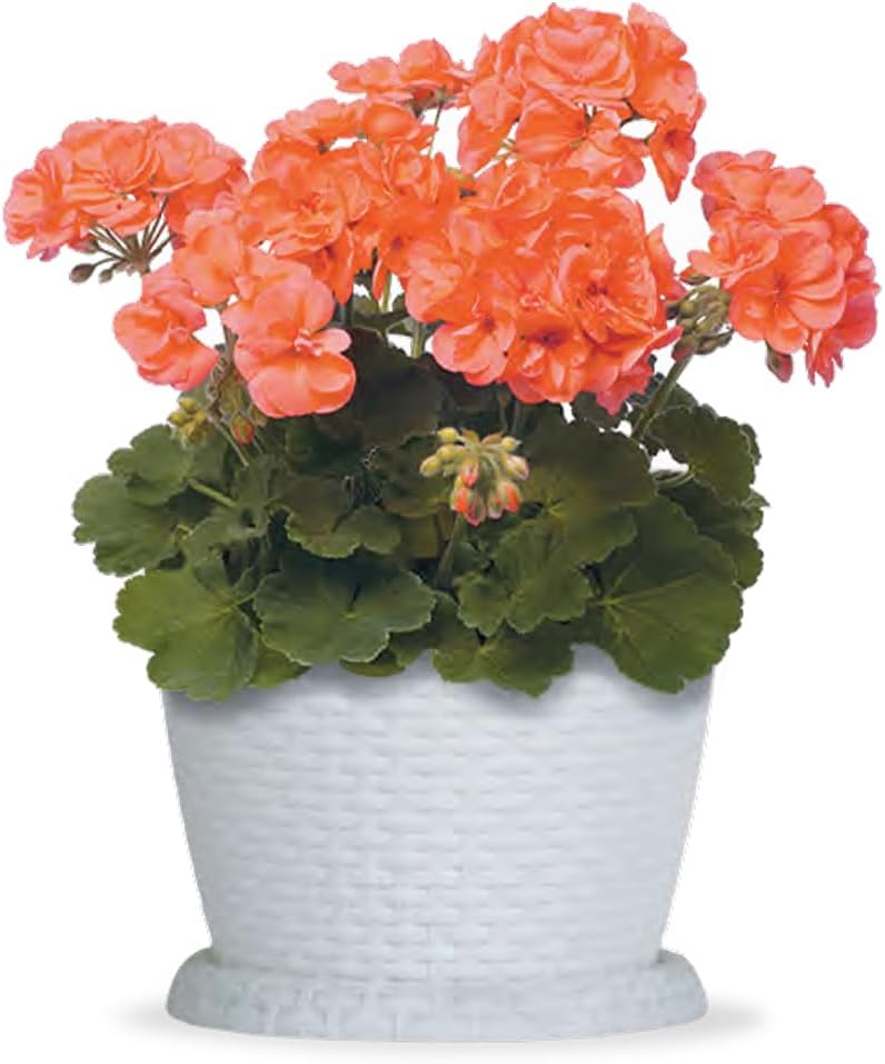 Marcolo Rosa 20cm Rattan Flowerpot - Elegant Rattan Design for Indoor and Outdoor Use - Image 5