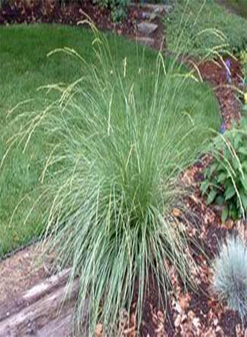 جي جوت فيستوكا ميري 100 بذرة