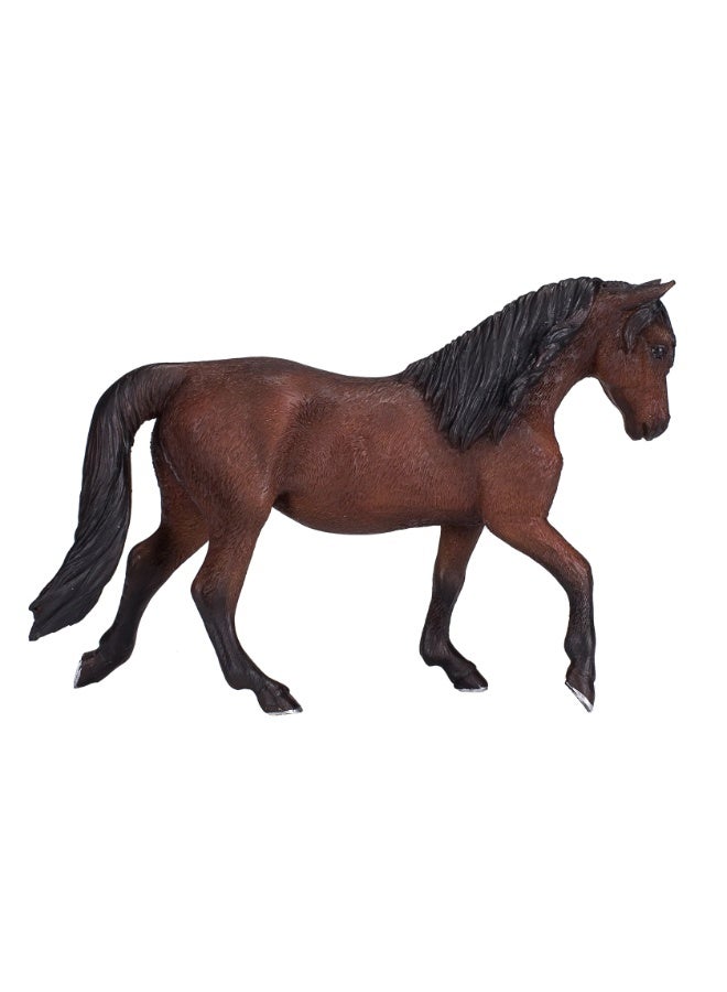 Mojo Morgan Stallion Bay-XL - Image 2