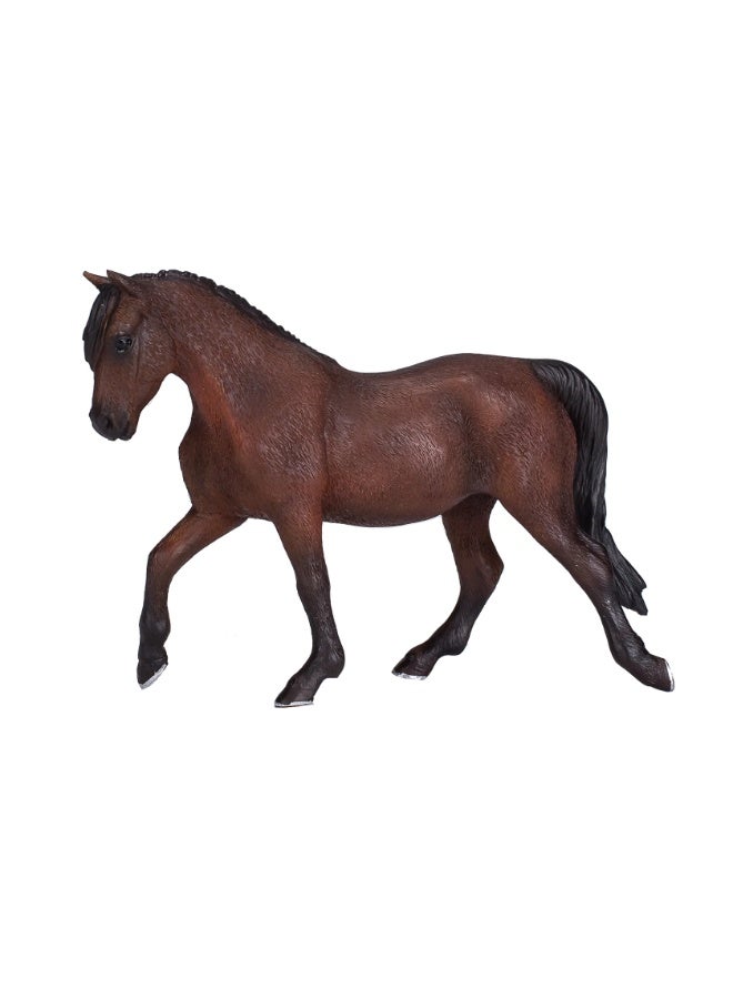 Mojo Morgan Stallion Bay-XL - Image 4