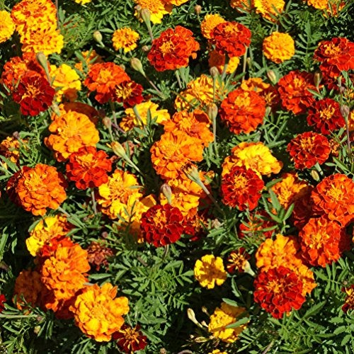 Outsidepride French Marigold Seeds Mix - 1000 Pcs Annual, Compact, Heat & Drought Tolerant Flower Seeds for Planting w/Orange & Yellow Prolific Blooms, Ideal for Vibrant Pollinator Gardens - Image 1