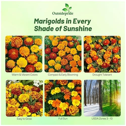 Outsidepride French Marigold Seeds Mix - 1000 Pcs Annual, Compact, Heat & Drought Tolerant Flower Seeds for Planting w/Orange & Yellow Prolific Blooms, Ideal for Vibrant Pollinator Gardens - Image 2