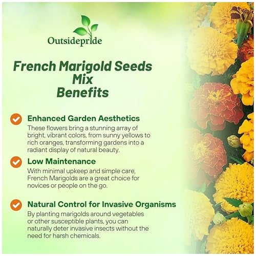 Outsidepride French Marigold Seeds Mix - 1000 Pcs Annual, Compact, Heat & Drought Tolerant Flower Seeds for Planting w/Orange & Yellow Prolific Blooms, Ideal for Vibrant Pollinator Gardens - Image 3