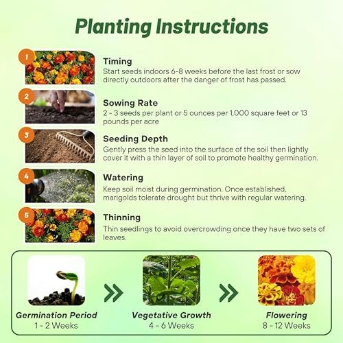 Outsidepride French Marigold Seeds Mix - 1000 Pcs Annual, Compact, Heat & Drought Tolerant Flower Seeds for Planting w/Orange & Yellow Prolific Blooms, Ideal for Vibrant Pollinator Gardens - Image 5