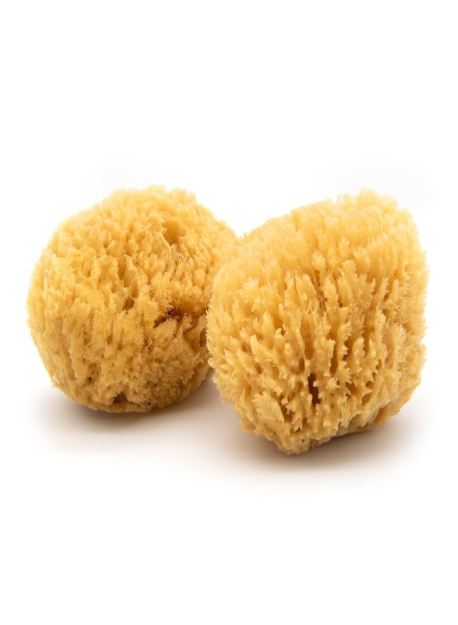 Neptune Caribbean Sea Sponge 2 Pack for Face & Body, Medium Approx. 5-6 Inch, Ultra-Soft Bath Sponge, Eco-Friendly & Biodegradable - Image 1