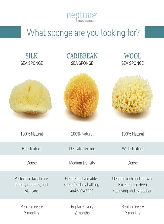 Neptune Caribbean Sea Sponge 2 Pack for Face & Body, Medium Approx. 5-6 Inch, Ultra-Soft Bath Sponge, Eco-Friendly & Biodegradable - Image 3