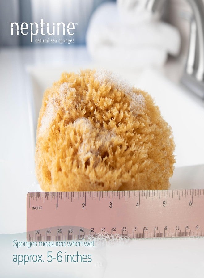 Neptune Caribbean Sea Sponge 2 Pack for Face & Body, Medium Approx. 5-6 Inch, Ultra-Soft Bath Sponge, Eco-Friendly & Biodegradable - Image 2