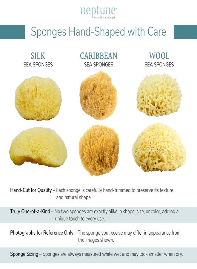 Neptune Caribbean Sea Sponge 2 Pack for Face & Body, Medium Approx. 5-6 Inch, Ultra-Soft Bath Sponge, Eco-Friendly & Biodegradable - Image 4