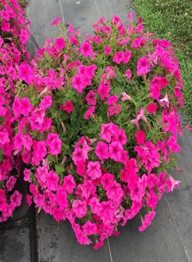 GGOOT 10pieces Pink Petunia Flower Seeds - Image 1