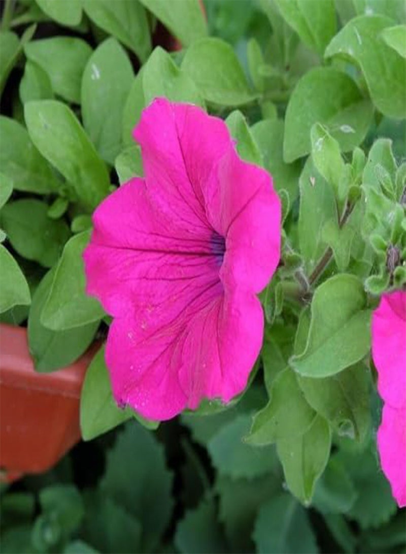 GGOOT 10pieces Pink Petunia Flower Seeds - Image 2