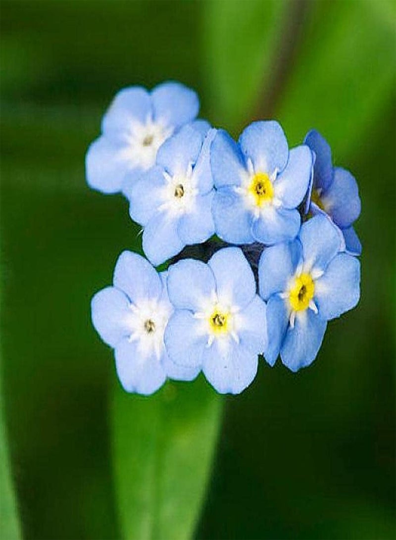 GGOOT 500pcs Forget Me Not Seeds Planted Throughout The Year Strong Adaptability Making Hanging Basket Create Unique Artistic Landscape - Image 3