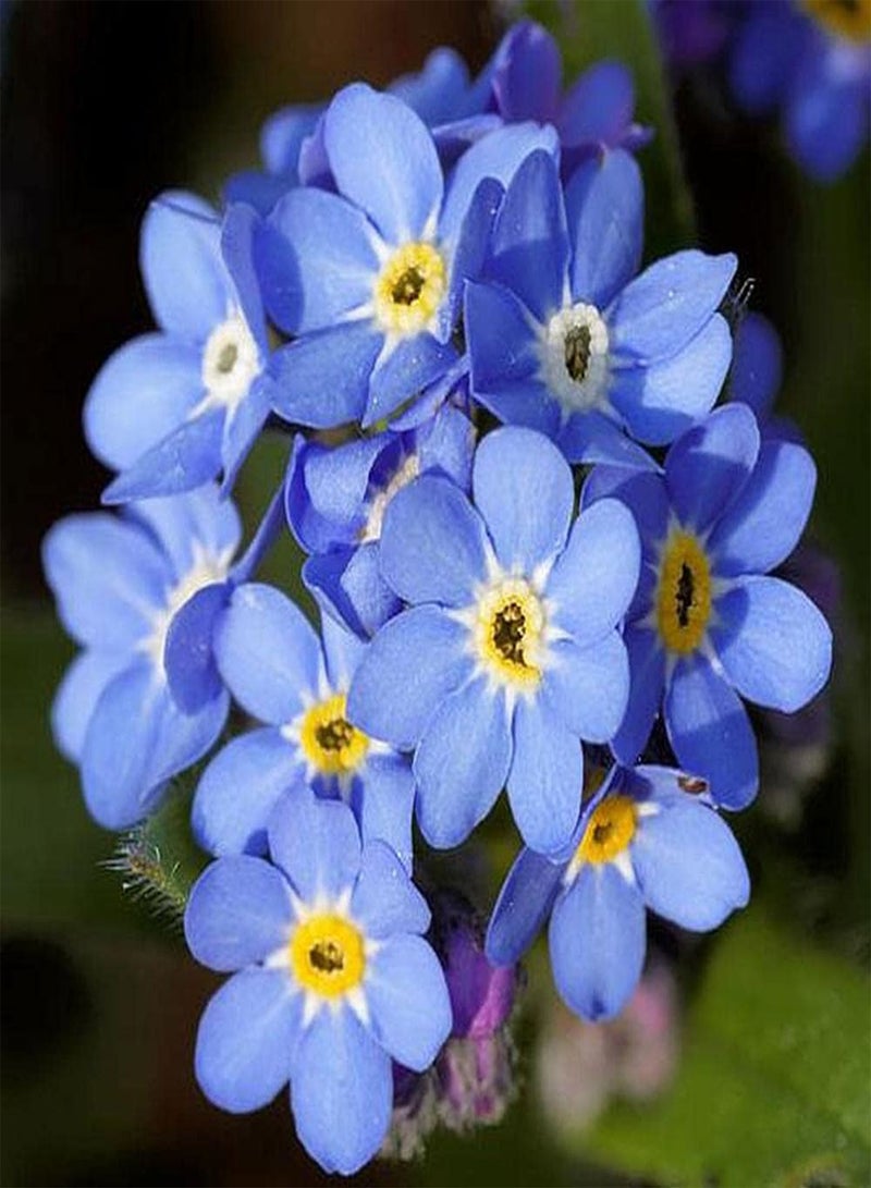 GGOOT 500pcs Forget Me Not Seeds Planted Throughout The Year Strong Adaptability Making Hanging Basket Create Unique Artistic Landscape - Image 2