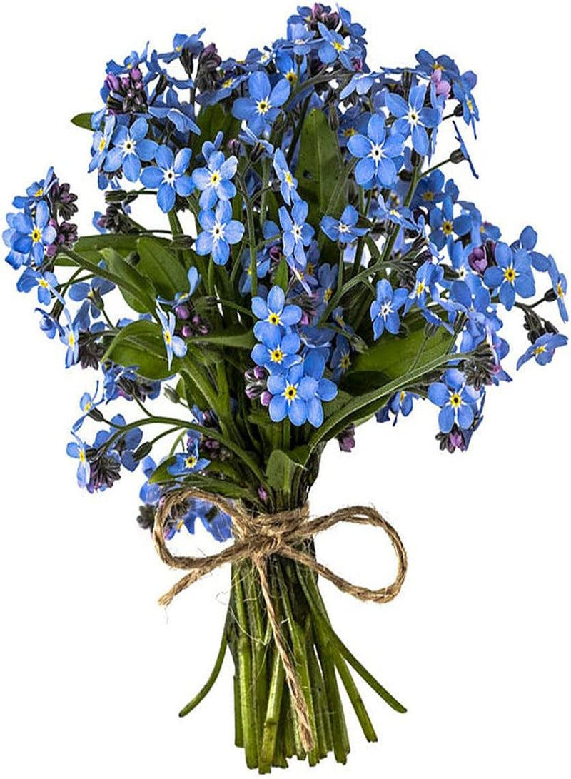 GGOOT 500pcs Forget Me Not Seeds Planted Throughout The Year Strong Adaptability Making Hanging Basket Create Unique Artistic Landscape - Image 1