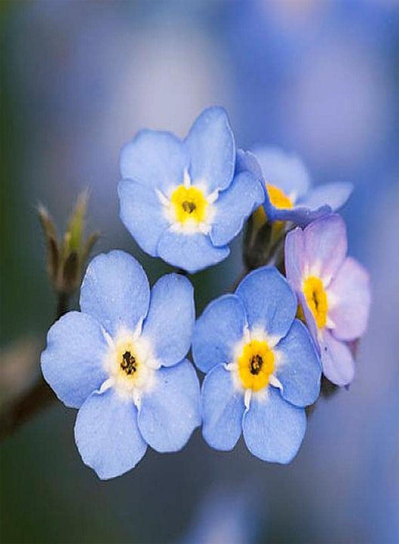 GGOOT 500pcs Forget Me Not Seeds Planted Throughout The Year Strong Adaptability Making Hanging Basket Create Unique Artistic Landscape - Image 4