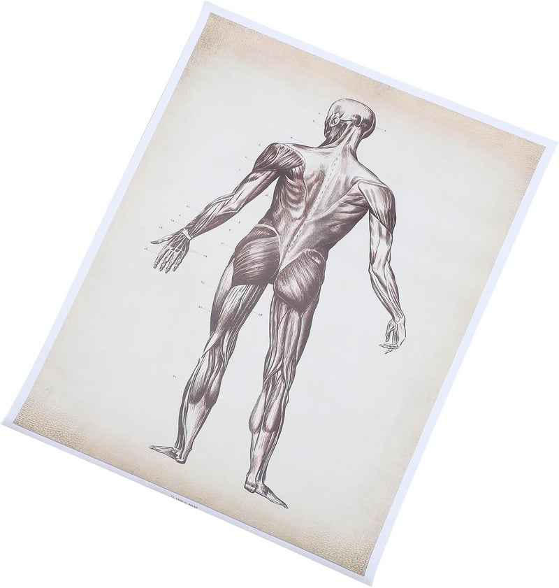 Global assorted color picks Alasum Human Anatomy Poster Skeleton Muscle Chart 40x50cm Educational Wall Hanging Anatomy Teaching Chart for Classroom and Home Decor Wet anti slip Budget global standard quality Multiple options Spec compliant trusted quality Budget friendly trendy design Minimal design Global standard quality Globally engineered build Long term heavy use compatible Globally popular universal design Market mainstream color picks Full village delivery cover Odor resistant Fixed delivery schedule Treated anti-rust metal Main road full logistics cover Trendy versatile build Home & light industrial compatible Global assemble options Diverse operating method fit Stackable design General compatible practical design Varied dimensions Reliable daily use design - Image 1
