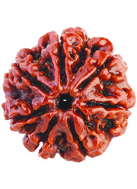 7/ Seven Mukhi Rudraksha Lab Certified Siddha In Handmade Tassel, Nepalese Beads, Size 16-22Mm, Color-Brown