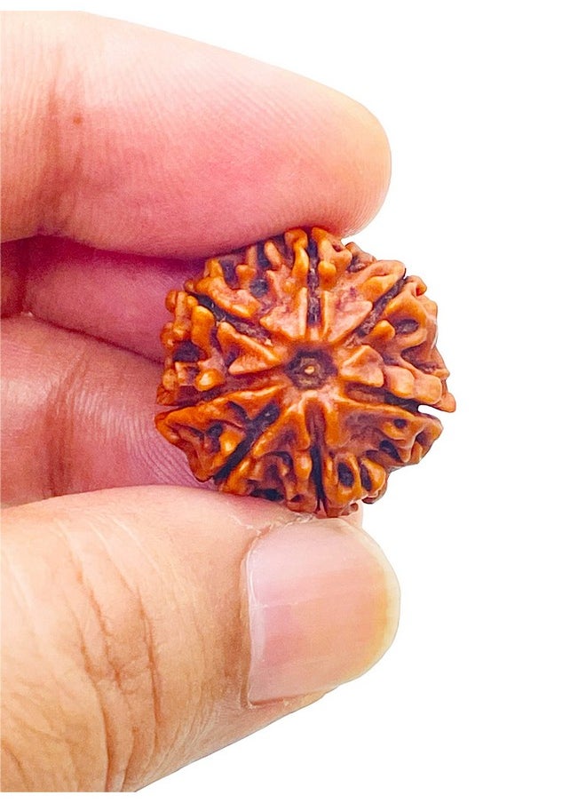 Saubhagya Global - 7/ Seven Mukhi Rudraksha Lab Certified Siddha In Handmade Tassel, Nepalese Beads, Size 16-22Mm, Color-Brown - Image 1