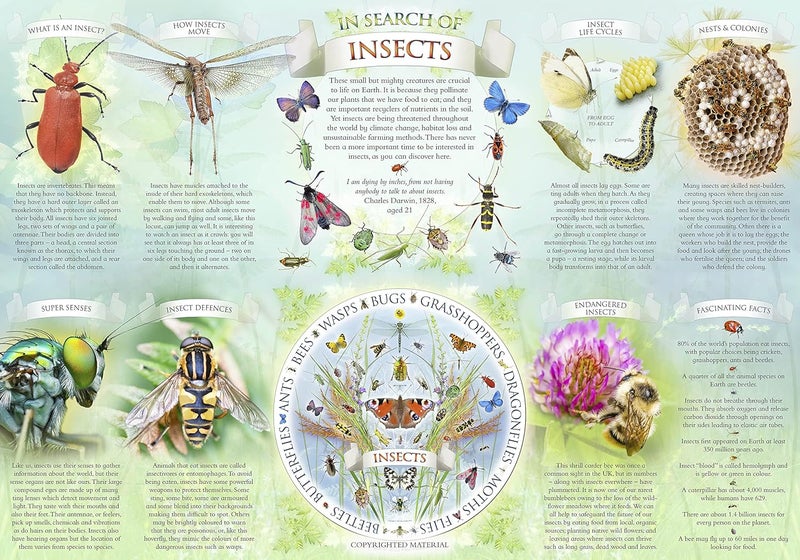 In Search of Insects Jigsaw and Poster  - Image 4
