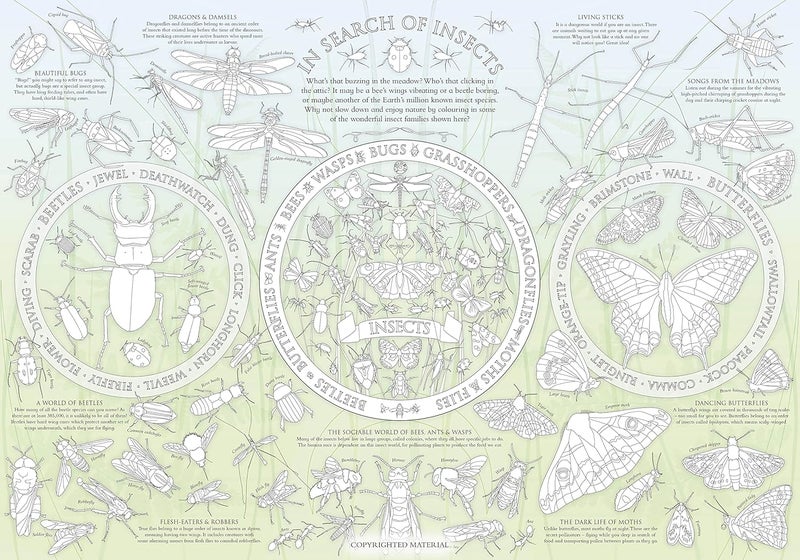 In Search of Insects Jigsaw and Poster  - Image 3