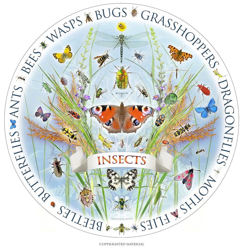 In Search of Insects Jigsaw and Poster  - Image 2