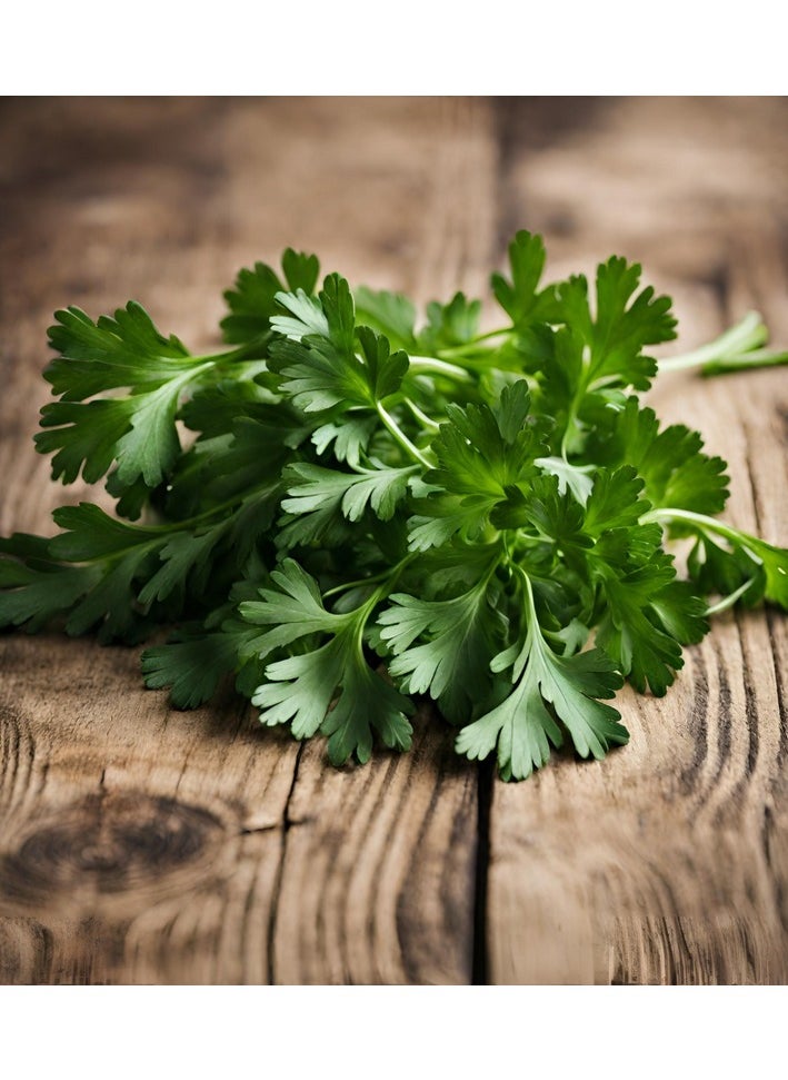 GROW Parsley seeds al-fajr  - Image 2