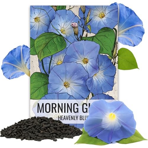 Seed Needs Heavenly Blue Morning Glory Seeds for Planting | 1,000+ Heirloom Seeds Ipomoea Tricolor Untreated Annual Flowering Seed | Vine Plant Produces Masses of 6" Wide Blue Blooms | Bulk - Image 1
